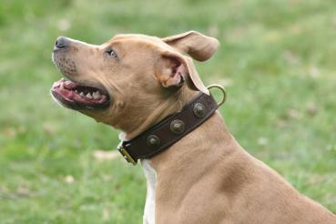 Costum Collar aus handgenähtem Leder